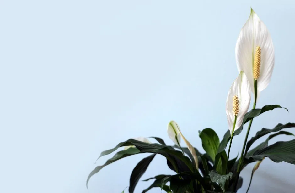 Skrzydłokwiat Kiedy Kwitnie? Kompletny Poradnik Pielęgnacji