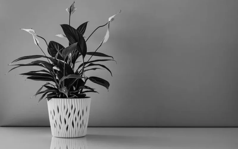 Monochrome image of a peace lily in an elegant pot for modern decor.