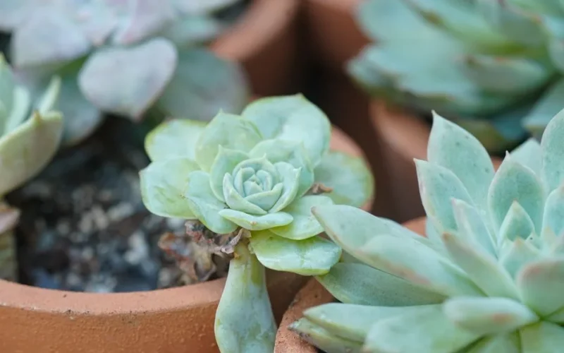 Close-up of vibrant succulent plants growing in terracotta pots, ideal for home gardening enthusiasts.