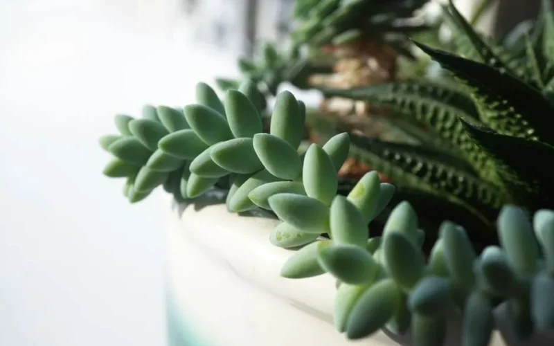 Detailed view of a lush succulent arrangement indoors, capturing vibrant greenery.