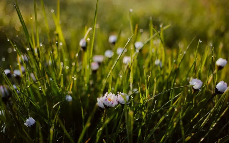 A macro shot of dew-covered grass and daisies in soft morning light, conveying freshness and nature.