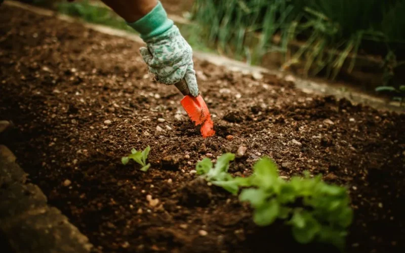 Gardener with gloves using a red trowel to plant a seedling in soil outdoors.