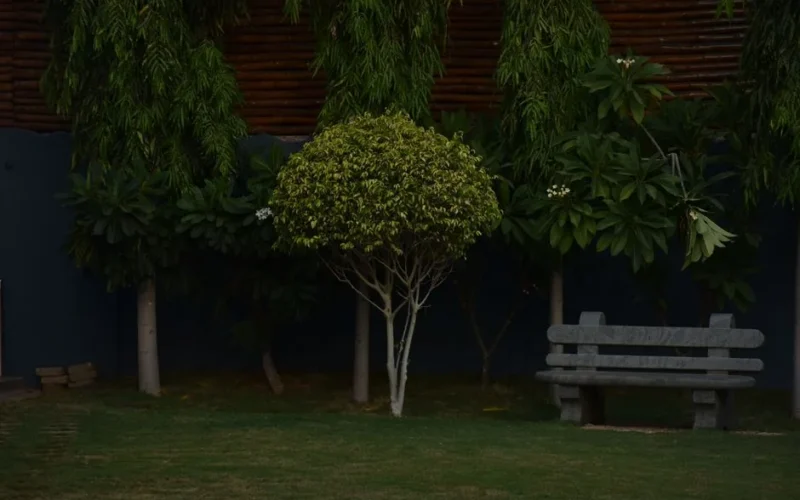 Peaceful garden scene with lush greenery and a bench, perfect for relaxation.
