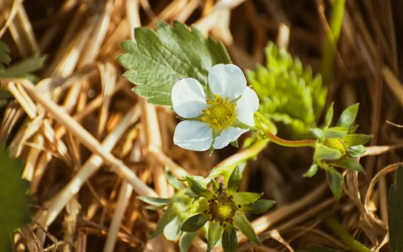 A detailed shot of a white strawberry blossom amidst green leaves and dry straw in a garden.