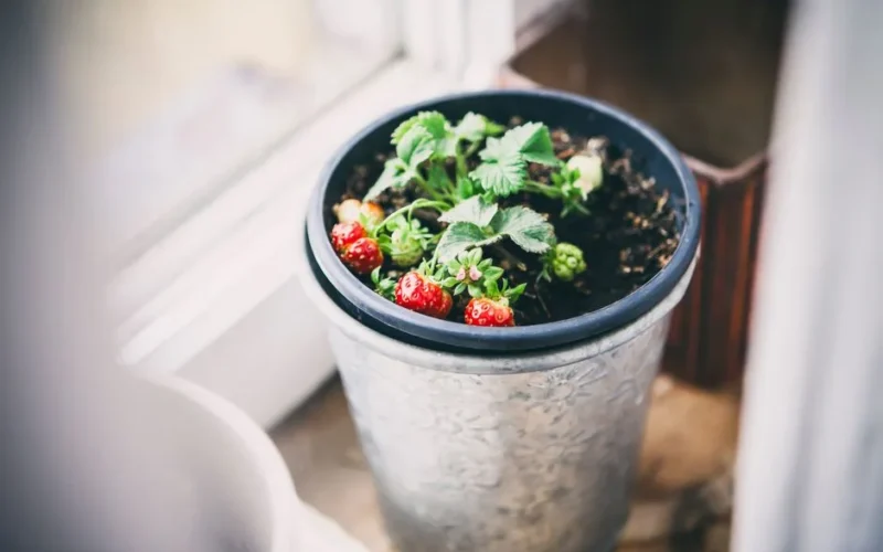 Fresh strawberries in a decorative pot showcasing indoor gardening and organic produce.