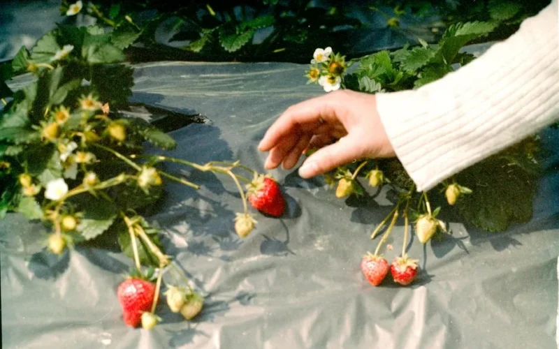 A human hand carefully picks ripe strawberries in an outdoor farm setting, highlighting fresh produce.