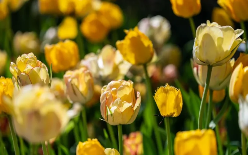 A captivating close-up of blooming yellow and orange tulips in a sunny spring garden, showcasing nature's vivid colors.