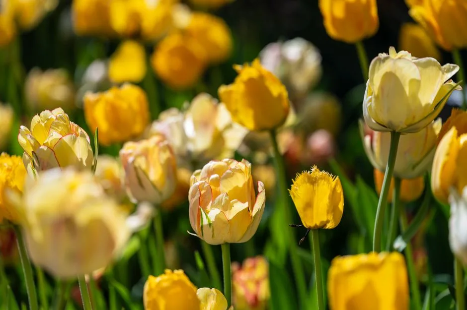 Tulipany Choroby: 5 Najczęstszych Problemów i Skuteczne Sposoby Walki