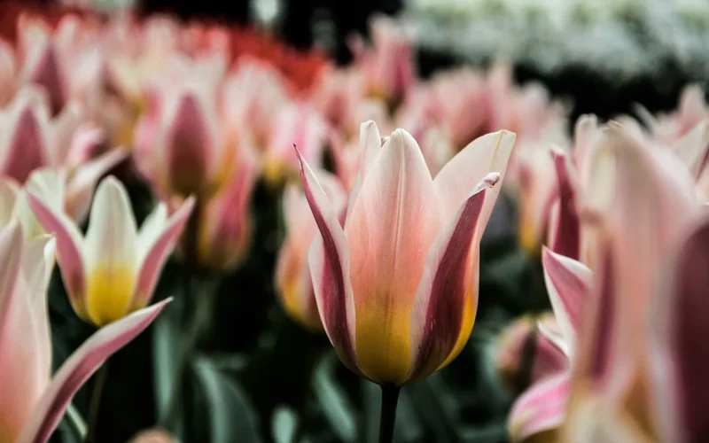 tulip, tapeta kwiatowa, flowers, garden, natura, piękne kwiaty, kwiat tło, spring