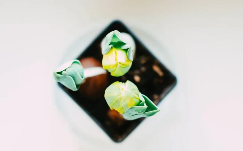 Three tulip buds in minimalistic indoor setting, captured from above.