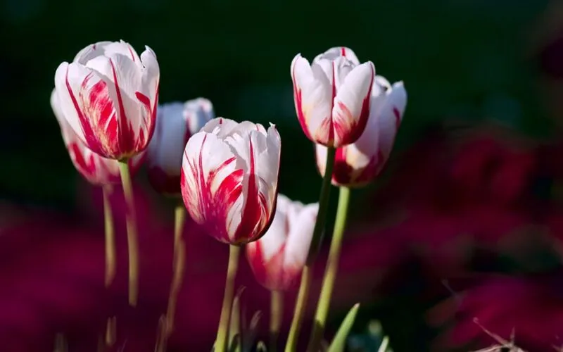 Tulipany zimą: Kompletny poradnik uprawy i pielęgnacji w doniczkach