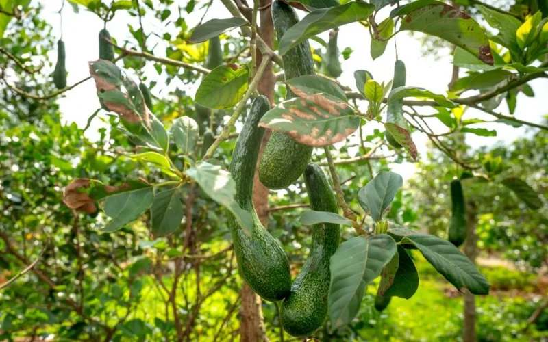 Uprawa awokado z pestki - Kompletny poradnik krok po kroku na balkon