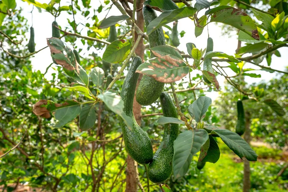 Uprawa awokado z pestki - Kompletny poradnik krok po kroku na balkon