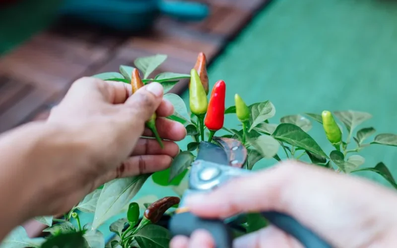 Uprawa pieprzu cayenne w doniczce na balkonie - poradnik ostrych plonów