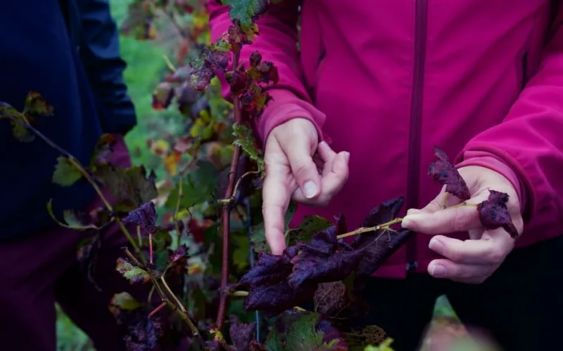 Hands inspecting grape leaves with disease in a vineyard in Léognan.