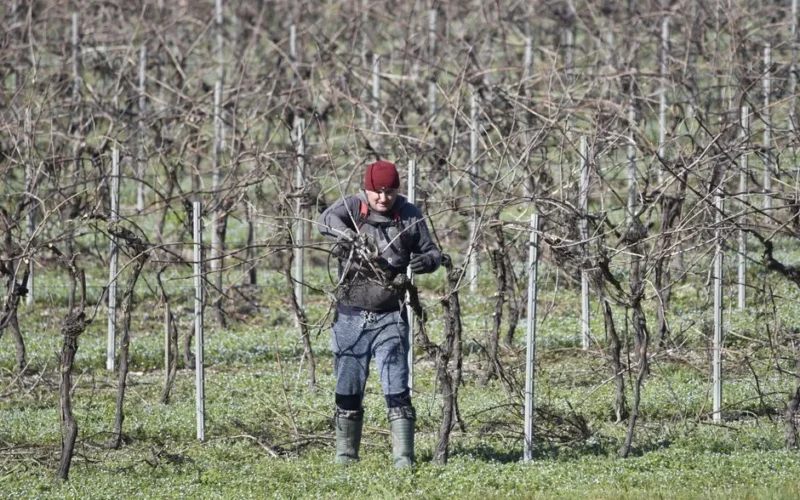 Man pruning grapevines in a leafless vineyard during winter, focusing on maintenance and care.