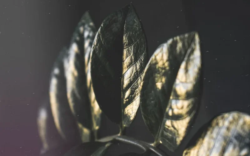 Detailed image of Zamioculcas leaves with sunlight creating a reflective effect, capturing nature's beauty.