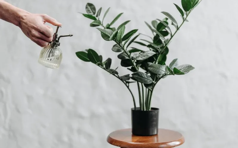 A hand using a spray bottle to water a ZZ plant on a wooden stool against a white wall.