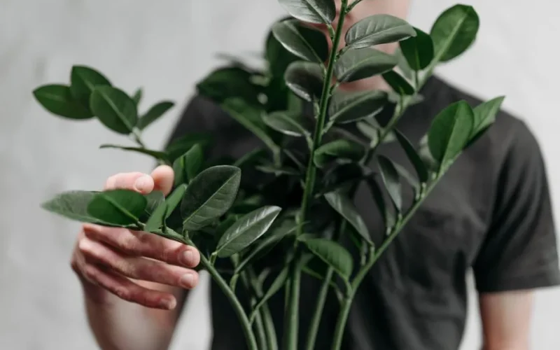 A close-up image of a man gently handling a lush green plant indoors.