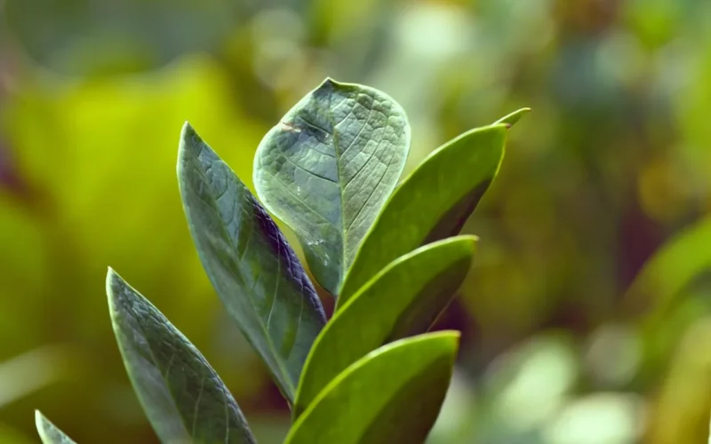 zamioculcas zamiifolia, tapeta na mac, roślina zz, fajne tła, zamioculcas, odchodzi, piękna natura, tła pulpitu, roślin, zielony, flora, tapeta hd, natura, tło natury, kwiatowy tło, zbliżenie, makro, tapeta w pełnej rozdzielczości, tapeta natury, bokeh, darmowe tło, tapeta systemu windows, darmowe tapety, tapeta 4k 1920x1080, piękna tapeta, tapeta 4k, tapeta na laptopa, tapeta