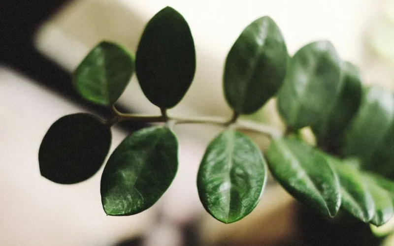 Detailed view of glossy green leaves of the Zamioculcas zamiifolia plant, capturing its vibrant nature.