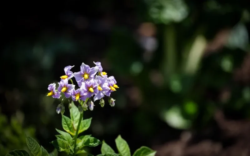 Close-up of purple potato flowers with yellow centers blooming in a lush summer garden.