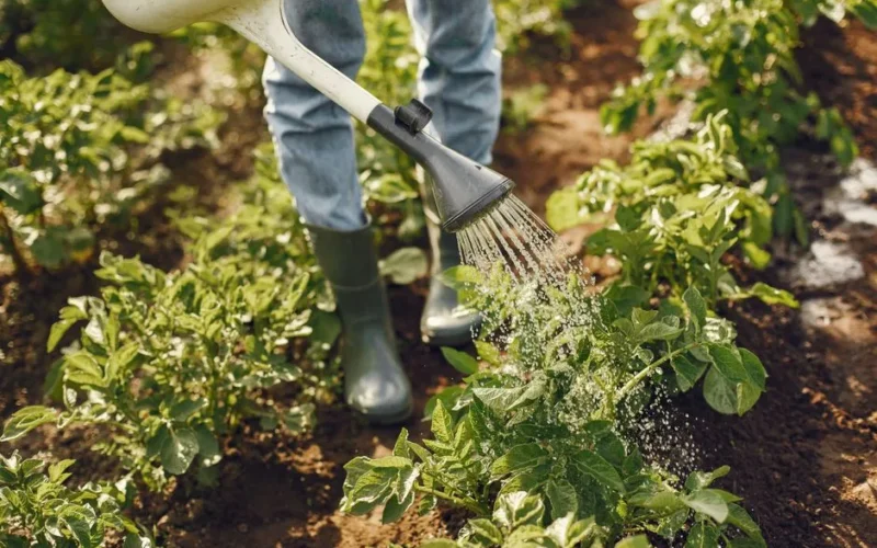 Adult tending to plants with a watering can in a sunlit garden. Lush growth depicted.