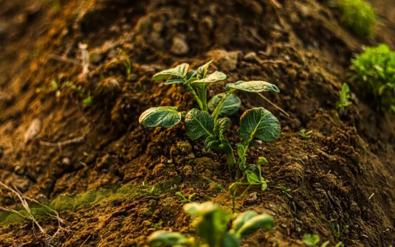 Close-up of a young potato plant emerging from soil in a garden.