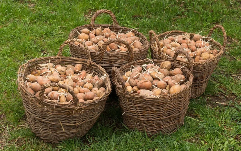 ziemniak, kosz, zbiór, zakład, ziemniaki, natura, ogród roślinny, pracy, wiosna