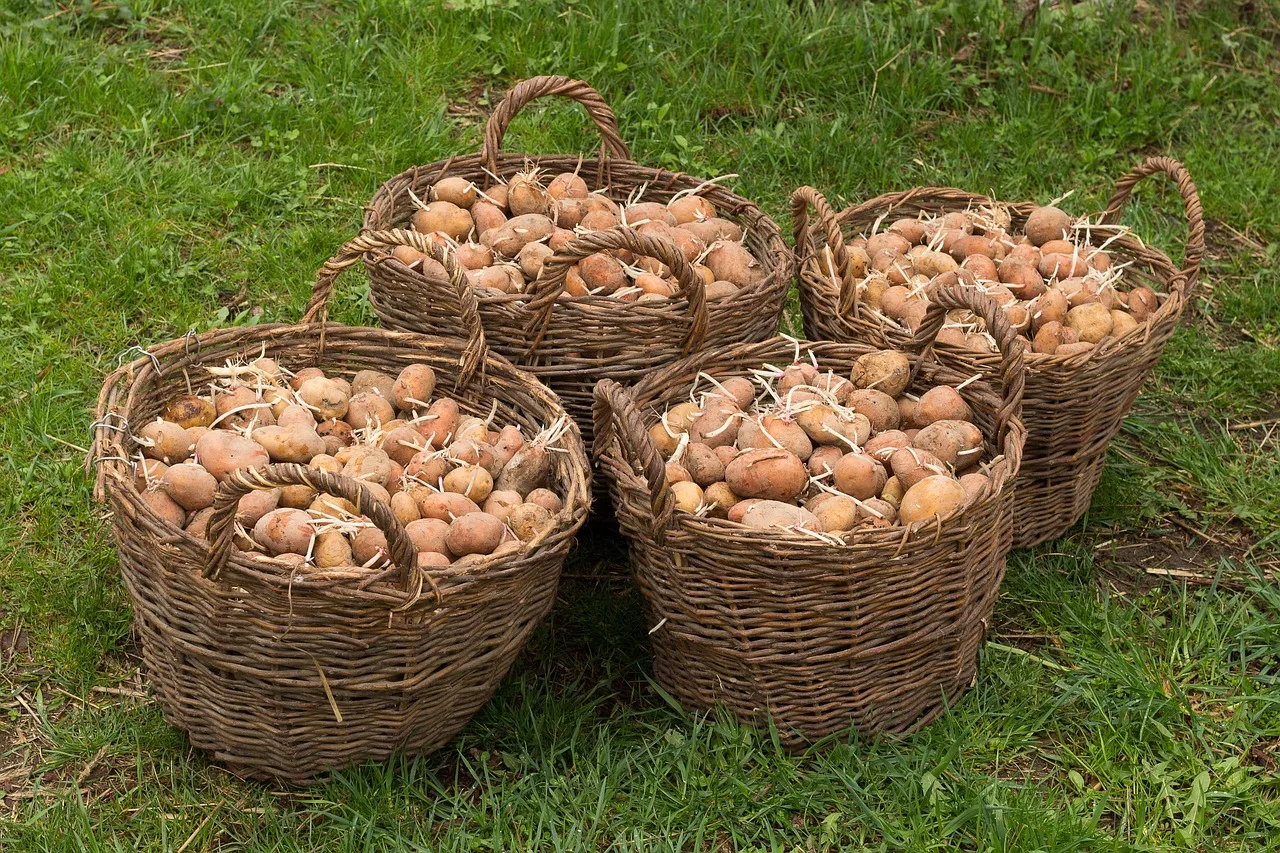 Ziemniaki Uprawa Krok po Kroku: Kompletny Poradnik dla Każdego Ogrodnika