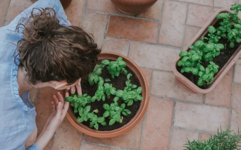 A woman tending basil plants in pots on a patio, showcasing home gardening.