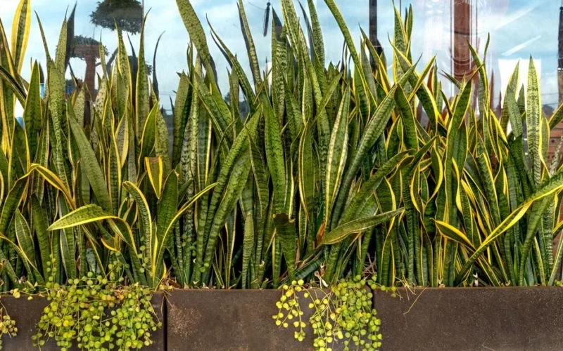 Dense Sansevieria plants thriving in outdoor metal planters, under natural light.