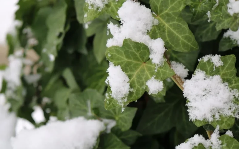 Close-up of green ivy leaves with fresh snow in a winter garden setting.