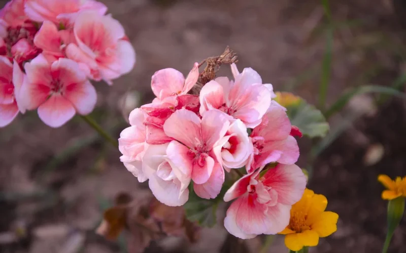 begonia, flowers, garden, natura, piękne kwiaty, tapeta kwiatowa, kwiat tło, pink flowers
