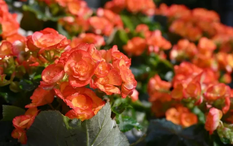 Bright orange begonias captured in a lush garden setting outdoors.