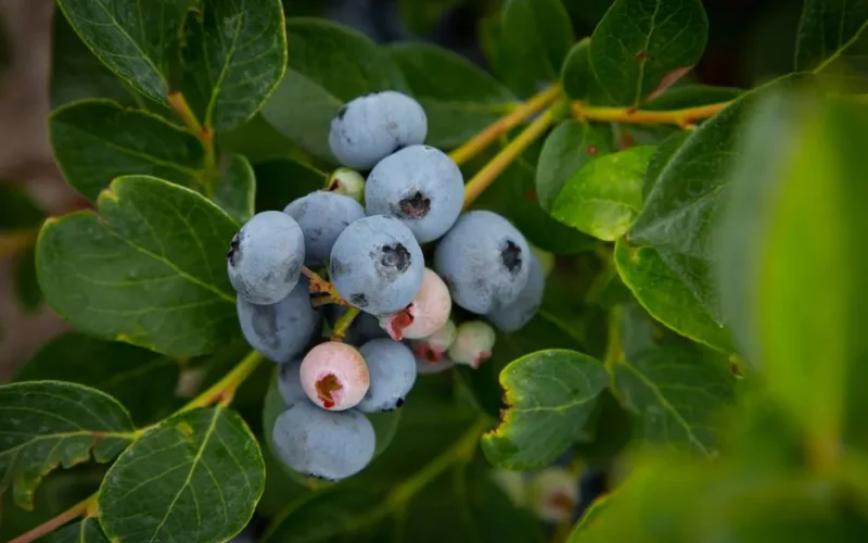 Close-up of ripe blueberries growing on a branch with vibrant green leaves.