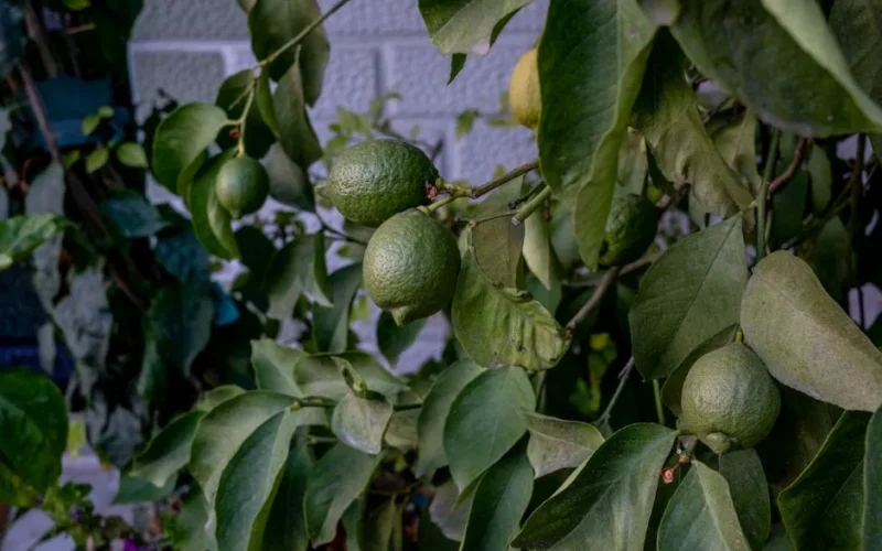 Close-up of unripe lemons growing on a tree in a Turkish garden, captured in vibrant detail.
