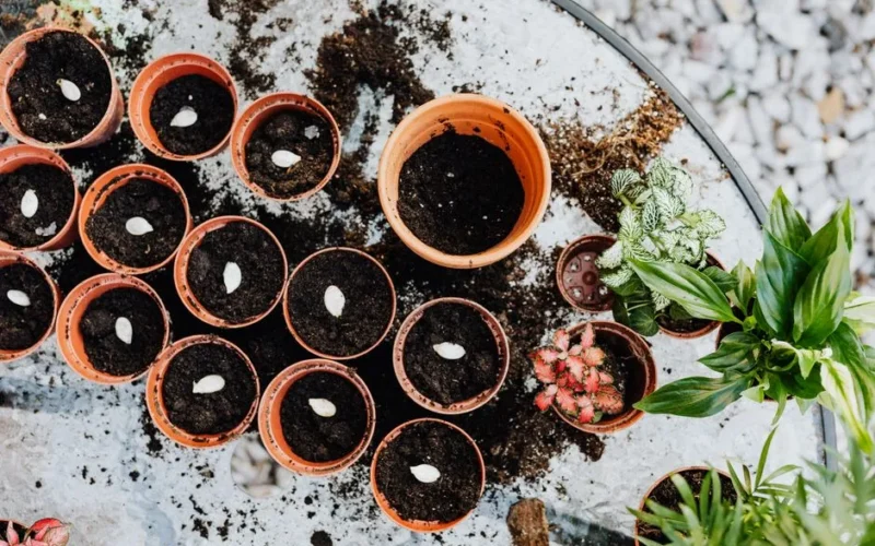 Multiple pots with soil and seeds, ready for planting, in a spring gardening setting.