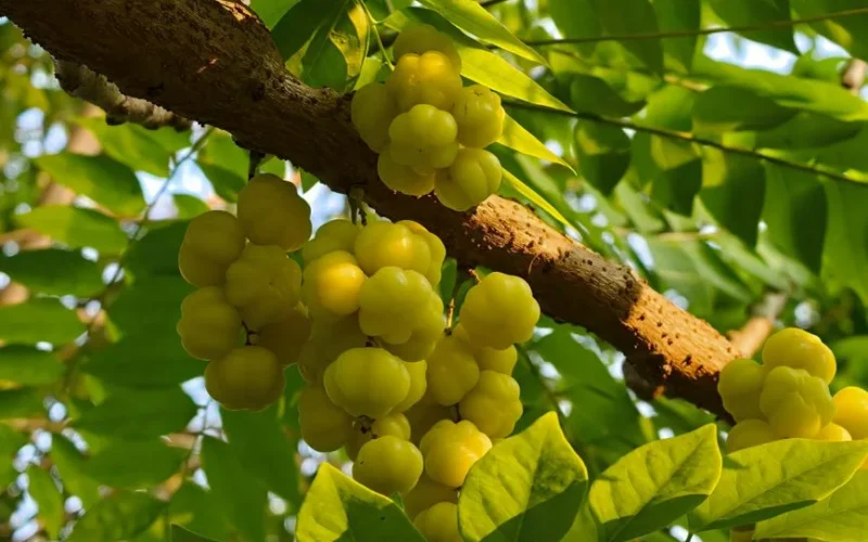 Vibrant star gooseberries growing on a branch with lush green leaves in Bến Tre, Vietnam.