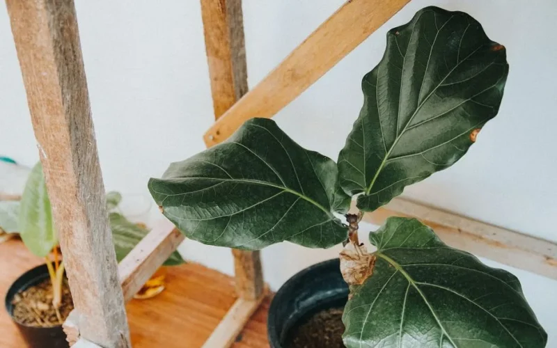 Close-up of a fiddle leaf fig in a cozy indoor setting. Perfect for interior design concepts.