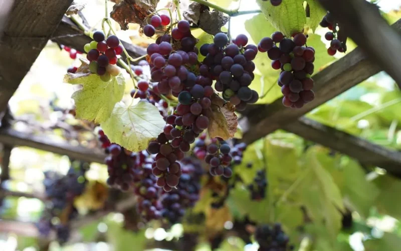 Clusters of ripe grapes hang on a vineyard trellis, basking in natural sunlight.