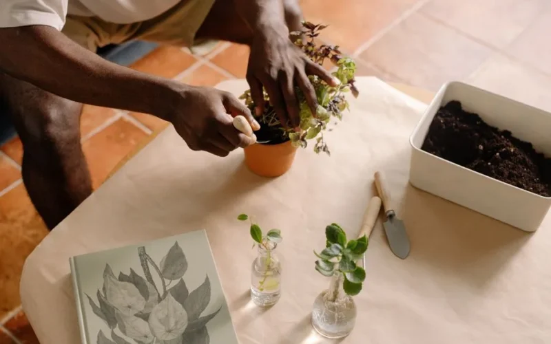 A close-up of a person potting a plant indoors, showcasing hands-on gardening with tools and soil.
