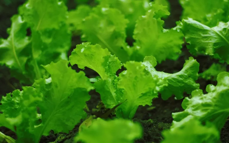 sadzenie sałaty, plantacao sałaty, plantacao, plantacji, sałata, lettuce, lettuce farmy, agriculture, vegetable, zakład, plantation, organic, gospodarstwa, zielony, natura, jedzenie, naturalne, leaf, field, zbiory, farming, sałatka, ogród, rolniczy, rosną