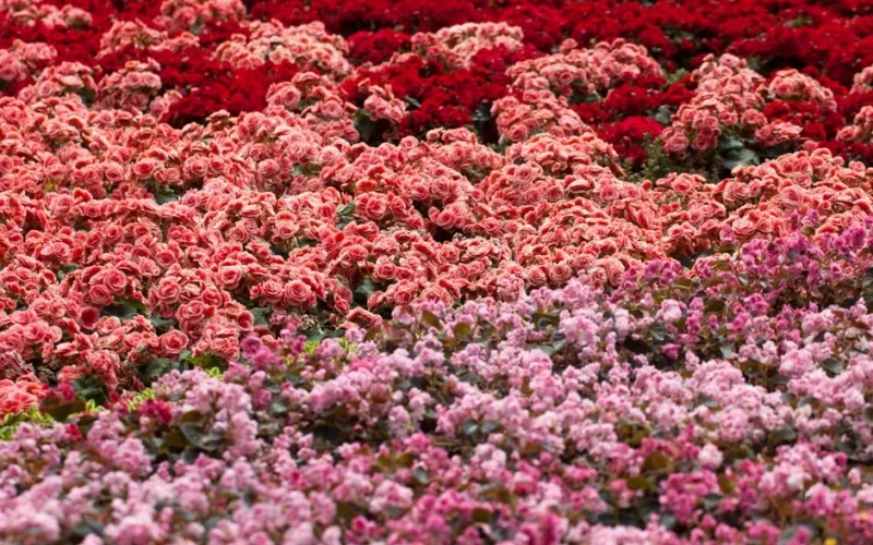 Captivating view of red, pink, and light pink begonias creating a colorful floral carpet.