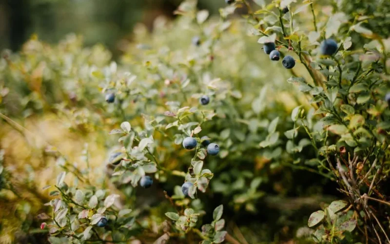 Tiny blueberries growing on green branches of lush shrub in forest on sunny day in summer