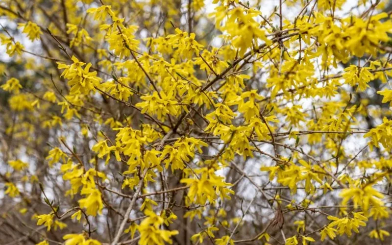 A vibrant display of yellow forsythia flowers blooming in Wayland, Massachusetts.