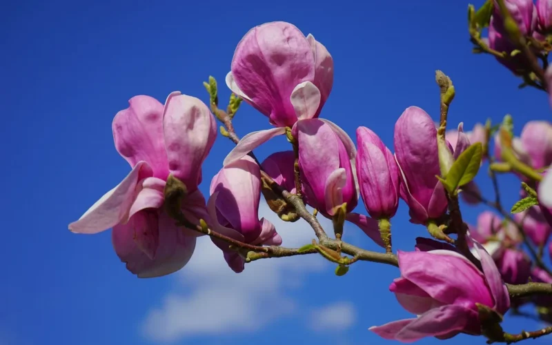 magnolia, kwiat magnolii, kwiat, ciemno czerwony, fioletowy, purpurowy, czerwonawy, czerwono-fioletowy, rodzina magnolii, magnoliaceae, drewno ozdobne, tulipanowa magnolia, magnolia × soulangeana, magnolie, yulan magnolia, magnolia denudata, fioletowa magnolia, magnolia liliiflora, magnolia, magnolia, magnolia, magnolia, magnolia