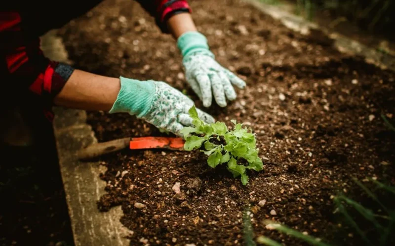 A gardener wearing gloves plants a seedling in soil, showcasing outdoor gardening.