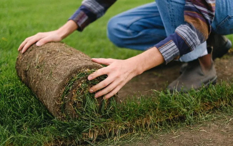 Side view of unrecognizable male farmer laying grass turf roll on ground while working on agricultural plantation on blurred background