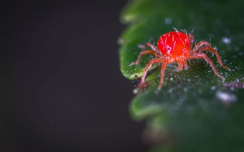 Close-up of a vibrant red spider mite crawling on a green leaf in a garden setting.
